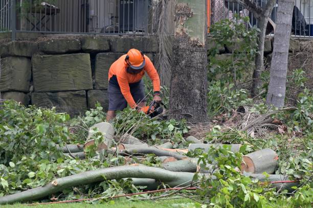 Best Tree Mulching Services  in New Bedford, MA